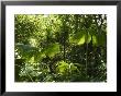 Rainforest Vegetation, Hanging Bridges Walk, Arenal, Costa Rica, Central America by R H Productions Limited Edition Print