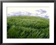 Spring Wheat Field, Palouse, Washington, Usa by Terry Eggers Limited Edition Pricing Art Print