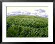 Spring Wheat Field, Palouse, Washington, Usa by Terry Eggers Limited Edition Print