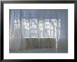 The Play Of Shadows And Light On A Transparent Curtain by Oote Boe Limited Edition Pricing Art Print