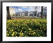 Daffodils In Hyde Park Near Hyde Park Corner, London, England, United Kingdom by Roy Rainford Limited Edition Print