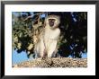 Vervet Monkey (Cercopithecus Aethiops), Kruger National Park, South Africa, Africa by Steve & Ann Toon Limited Edition Pricing Art Print