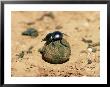 Flightless Dung Beetle Rolling Brood Ball, Addo National Park, South Africa, Africa by Ann & Steve Toon Limited Edition Print