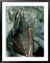 Lesser Horseshoe Bat, Hibernating, Mid-Wales by Richard Packwood Limited Edition Print