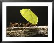Leaf-Cutter Ants, Carrying Leaves, Costa Rica by David M. Dennis Limited Edition Print