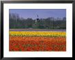 Tulip Fields And Windmill Near Keukenhof, Holland (The Netherlands), Europe by Gavin Hellier Limited Edition Print