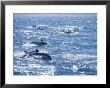 Group Of Striped Dolphins Swimming, Strait Of Gibraltar, Costa De La Luz, Spain by Marco Simoni Limited Edition Print