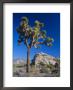 Joshua Tree, Joshua Tree National Park, California, Usa by Ruth Tomlinson Limited Edition Print