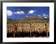 Tobacco Leaves Drying, Near Jocatan, Guatemala, Central America by Upperhall Limited Edition Print