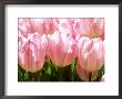 Tulipa Christmas Star (Tulip) by Mark Bolton Limited Edition Print