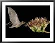 Lesser Long-Nosed Bat In Flight Feeding On Agave Blossom, Tuscon, Arizona, Usa by Rolf Nussbaumer Limited Edition Print