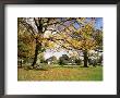 Cottages At Lyndhurst, New Forest, Hampshire, England, United Kingdom by Roy Rainford Limited Edition Print