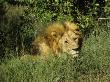 Awaking Male Lion Of Masai Mara National Park, Kenya, Africa by Daniel Dietrich Limited Edition Print