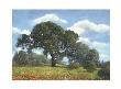 Majestic Oak by Paul Fortis Limited Edition Print