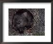 Common Wombat Leaving Its Burrow Entrance To Feed At Night, Australia by Jason Edwards Limited Edition Print
