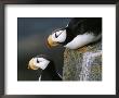 Pair Of Horned Puffins In Breeding Plumage by John Eastcott & Yva Momatiuk Limited Edition Print
