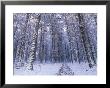 Path Through Woodland In Winter, Ross-Shire by Iain Sarjeant Limited Edition Print