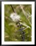 Flowering Ornamental Eucalyptus Tree In The Venezuelan Andes by David Evans Limited Edition Print