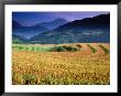 Wet Rice Is Commonly Grown In Terraced Mountain Valley Of Northern Vietnam, Sapa, Lao Cai, Vietnam by Stu Smucker Limited Edition Print