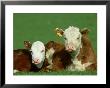 Hereford, Bos Taurus, Close-Up Of 2 Calves Lying In Meadow, Yorkshire, Uk by Mark Hamblin Limited Edition Print