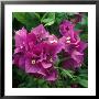 Bougainvillea Purple Robe Close-Up Of Flowers by Michele Lamontagne Limited Edition Print