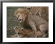 African Lion And Lioness Mating by John Eastcott & Yva Momatiuk Limited Edition Print