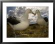 Royal Albatross, Sub Antarctic by Tobias Bernhard Limited Edition Pricing Art Print