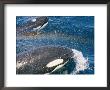 A Pair Of Killer Whales Swimming Near The Continental Shelf by Jason Edwards Limited Edition Print