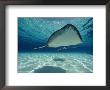 Southern Stingray by Bill Curtsinger Limited Edition Print