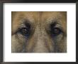 German Shepherd Dog's Eyes by David Edwards Limited Edition Print