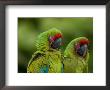 Buffon's Or Great Green Macaws At The Zoo by Joel Sartore Limited Edition Pricing Art Print