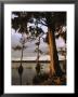 Plantation Gardens, Cypress Trees by Richard Nowitz Limited Edition Print