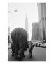 Circus Animals On 33Rd Street by Bettmann Limited Edition Pricing Art Print