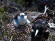 Fregattvogel-Nachwuchs Im Nest Auf Galapagos by Oliver Schwartz Limited Edition Print