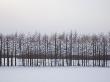 A Line Of Larch Trees Forms A Windbreak by Michael S. Yamashita Limited Edition Print