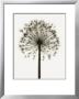 Allium by Steven N. Meyers Limited Edition Pricing Art Print