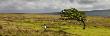 Windswept Tree And Wild Sheep On Moorland In Exmoor National Park, Somerset, England by Adam Burton Limited Edition Print