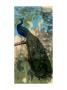 Rustic Peacock Ii by Jennifer Goldberger Limited Edition Pricing Art Print