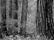 Redwood National Forest, California, Usa by Bob Cornelis Limited Edition Pricing Art Print