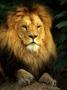 Lion (Panthera Leo) Portrait by Images Monsoon Limited Edition Print