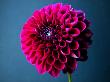 Still Life Of A Magenta Flower by Ilona Wellmann Limited Edition Pricing Art Print
