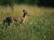 White-Tailed Deer Fawn Walks In The Tall Grass by Stephen Alvarez Limited Edition Print