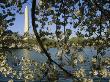 Blanket Of Cherry Blossoms Frames The Washington Monument by Stephen St. John Limited Edition Pricing Art Print