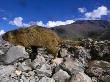 Himalayan Marmot, Favorite Summer Food Of Snow Leopard by Steve Winter Limited Edition Print