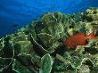 Bigeye And Other Fish Swimming About A Cabbage/Lettuce Coral by Tim Laman Limited Edition Print