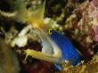 Blue Ribbon Eel, Rhinomuraena Quaesita, In A Reef Wall Crevice by Tim Laman Limited Edition Print