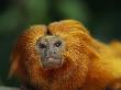 Captive Golden Lion Tamarin by Tim Laman Limited Edition Print