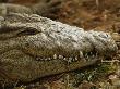 Resting Endangered Nile Crocodile Seems To Be Smiling by Tim Laman Limited Edition Print