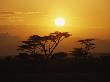Silhouetted Acacia Trees At Sunset by Tim Laman Limited Edition Print