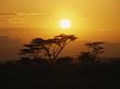 Silhouetted Acacia Trees At Sunset by Tim Laman Limited Edition Pricing Art Print